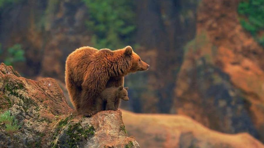 A brown bear family standing on a rock, showcasing the world; environmental pollution effects on wildlife