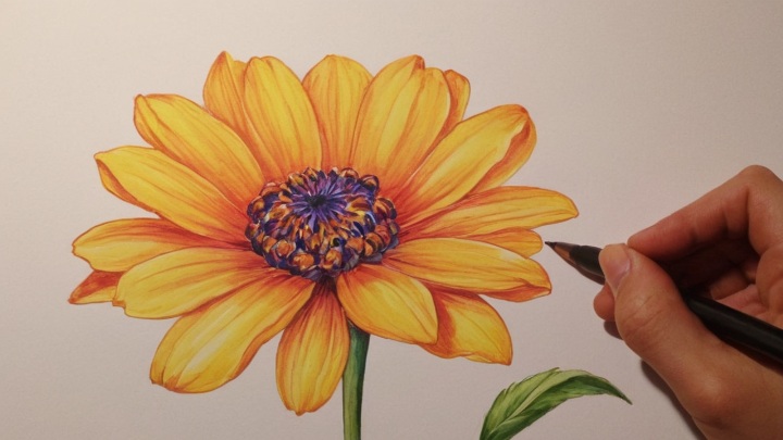 Drawing Summer Blooms: Sunflowers, Dahlias, and More