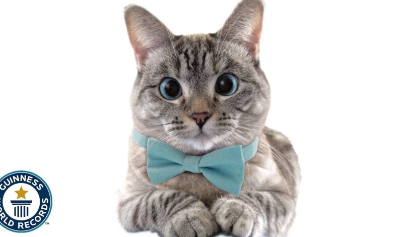 Meet Nala Cat: The Instagram Star With A Ton Of Fo – Tymoff