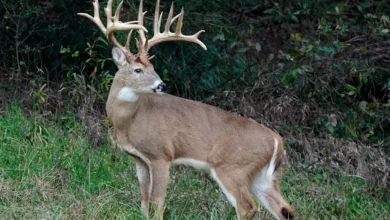 hollywood cemetery buck