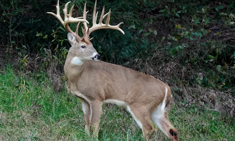 hollywood cemetery buck