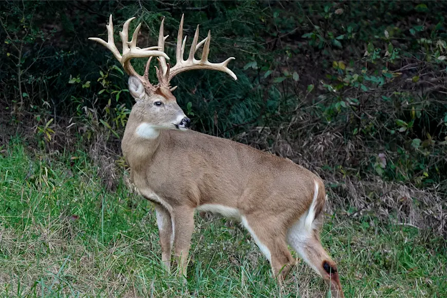 hollywood cemetery buck